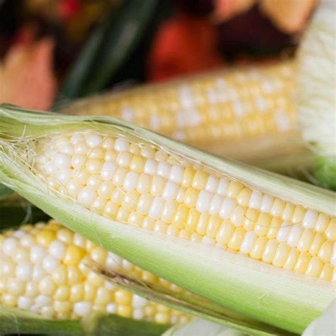 jackpot sweet corn reviews|Hancock's Jackpot Sweet Bi.